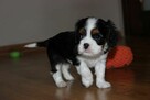 Szczeniak piesek Cavalier King Charles Spaniel ZkwP FCI - 5